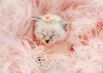 Ragdoll kitten photos newborn style