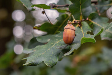 acorn on a tree