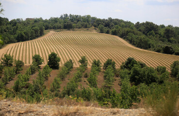 Fototapeta na wymiar lavender fields in provence france