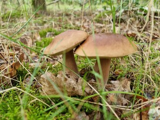 mushroom in the grass