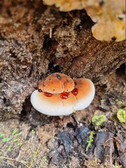 fly agaric mushroom