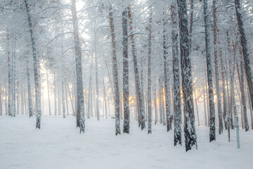 forest in winter
