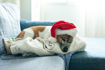 Dog sleeping wearing Santa's hat