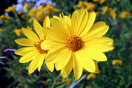 Yellow Sunflower in a Park