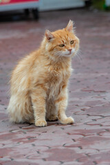 Portrait of a funny ginger cat