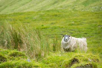Along the West highland Way in Scotland. A thick woolen sheep watches hikers pass by