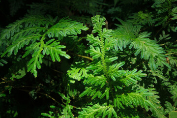 Fern in the forest Background of leaves.