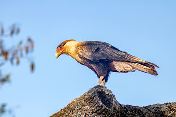 Isolated carcará falcon (Caracara plancus) in selective focus with depth blur on blue sky background