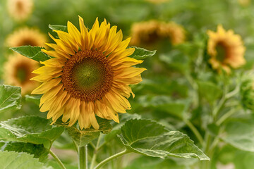 sunflower in the garden