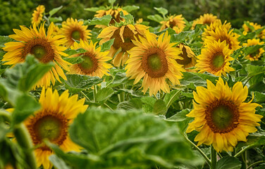 field of sunflowers in summer