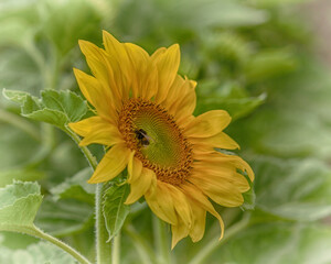 sunflower and bee