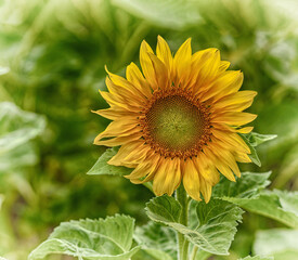sunflower in the garden