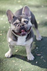 2.5-Year-Old Lilac Tan White Brindle (AKA Trindle) Male Puppy French Bulldog. Off-leash dog park in...