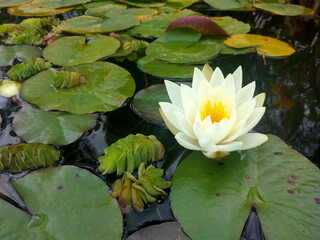 Water lily in the small pond