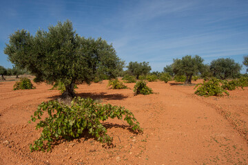 Fototapeta na wymiar Cepas y olivos en olivar y viñedo mediterraneo