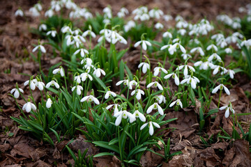 Flowers snowdrops in garden, sunlight. First beautiful snowdrops in spring. Common snowdrop blooming. Galanthus nivalis bloom in spring forest