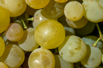Uvas blancas para vino blanco