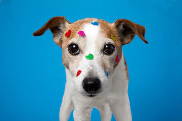 Cute jack russell terrier dog love celebrating valentine's day with heart shape stickers. Pet...