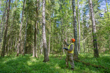 Forest engineer makes forest inventory. A forest engineer works in a birch forest.