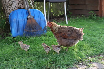 Matka kura spaceruje z kurczaczkami - kury z wolnego wybiegu - obrazy, fototapety, plakaty
