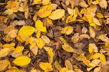 Autumn forest in bright and rich colors