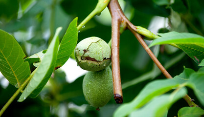 Ripening walnut on tree after the rain - autumn background