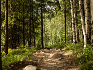 Hiking trail in Norway, roots, trees, pure nature