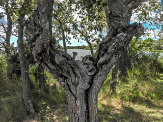 Paysage de nature en Camargue dans le Sud de la France