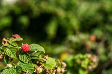 raspberries