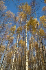 Fototapeta premium Birch trunks with yellowed leaves against the blue sky