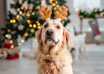 Golden retriever dog in Christmas time