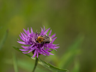 A bee full of pollen on a flower