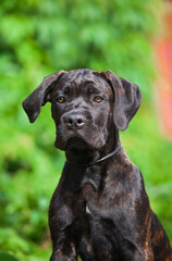 Beautiful cane corso puppy outdoors portrait