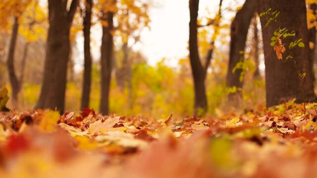 Colorful orange maple leaves is falling in autumn park. Colorful fall season. Slow motion. Shallow depth of field.