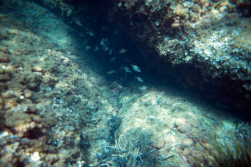 coral reef with fishes