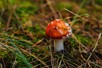 Beautiful fly agaric growing on mossy forest floor
