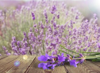 Obraz na płótnie Canvas Beautiful fresh lavender flowers with green leaves
