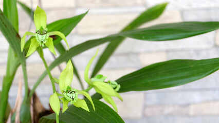 Closeup of green orchids, coelogyne pandurata, with 3 blooming flowers, with a bokeh stone wall in the background.