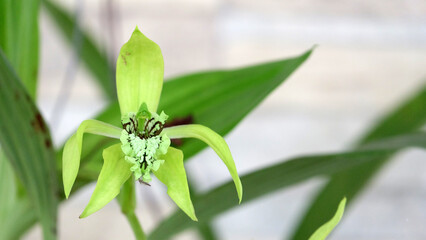 Close up of a single blooming green orchid, coelogyne pandurata, with a blurred background.
