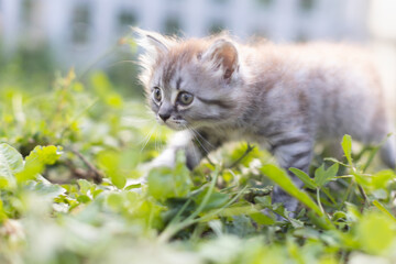 Naklejka na ściany i meble Little tabby kitten in the grass.