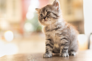Little tabby kitten.