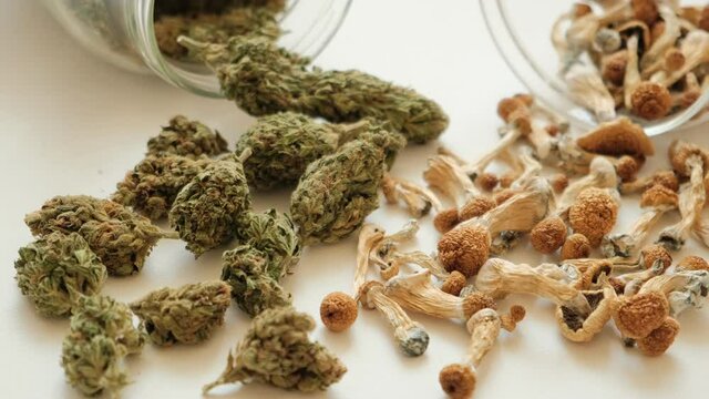 Dried psilocybin mushrooms Golden Teacher and Marijuana buds lays on white background. Micro-dosing concept. Additives poured out of the cans. Macro view.