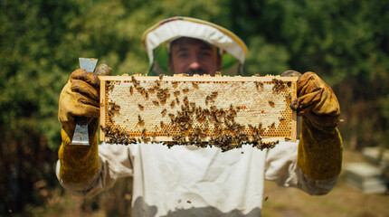 Beekeeper holding a honeycomb full of bees. Harvest honey in the apiary.