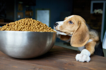 Beagle puppy is about to eat a full bowl of dog food standing on a wooden table, too big for him....