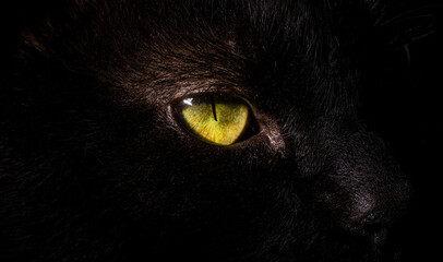 A beautiful yellow cat eye