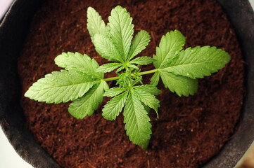 Growing cannabis seedling. A female marijuana plant in a pot with coconut soil, top view, flat lay.