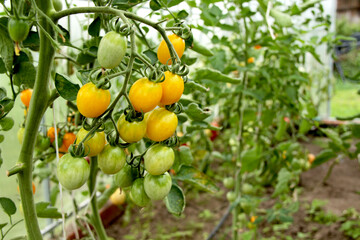 healthy organic yellow tomatoes in the green house