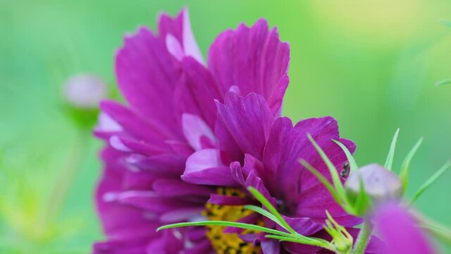 Flower petals on blurred background