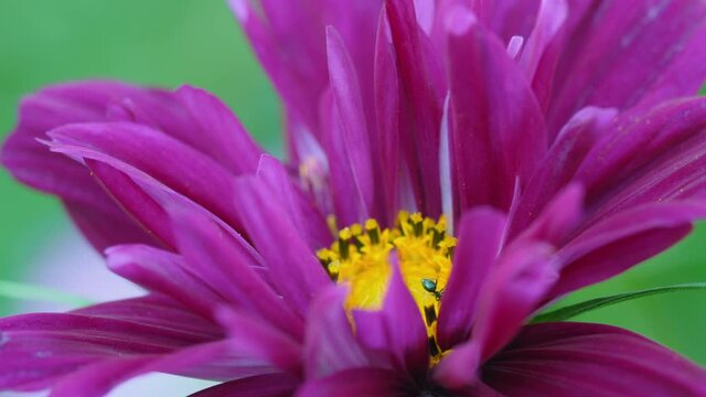 Cosmos flowers in the garden
