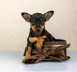 pygmy pinscher puppies